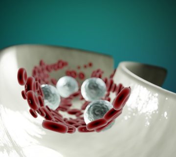 Blood cells in an artery