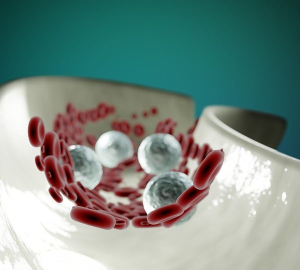 Blood cells in an artery